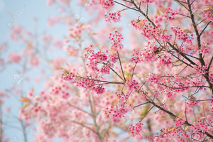 Sakura Flower🌸