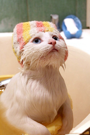 Spa Day For Kitty 