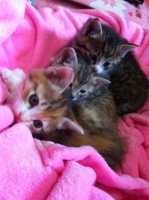  Three Adorable kittens