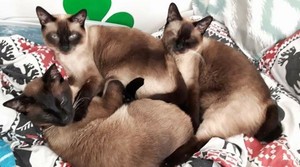  Three Adorable Siamese kittens