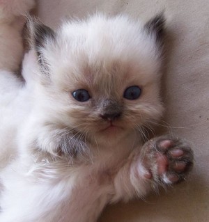  cute,adorable munchkin Kätzchen