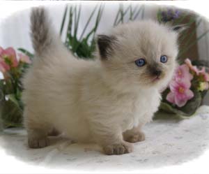 cute,adorable munchkin mèo con