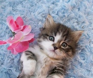  cute,adorable munchkin Kätzchen