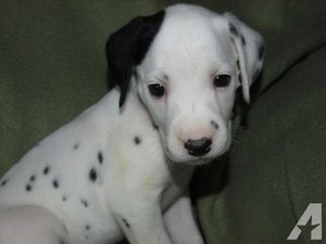  cute dalmatian chó con
