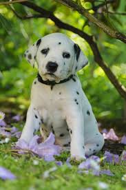  cute dalmatian chó con