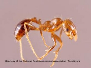red imported fire ant 