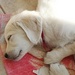 sleeping golden retriever puppies - cute-puppies icon