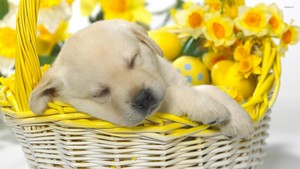  sleeping golden retriever 子犬