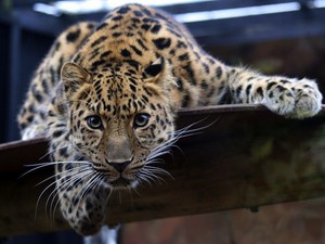  Amur Leopard