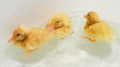 Baby Ducklings 💖 - greyswan618 fan art