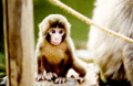 Baby Monkey - animals photo