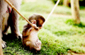 Baby Monkey - animals photo
