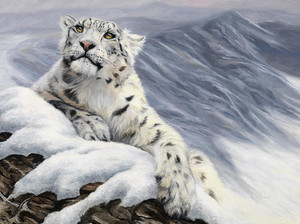 Beautiful Snow Leopard 