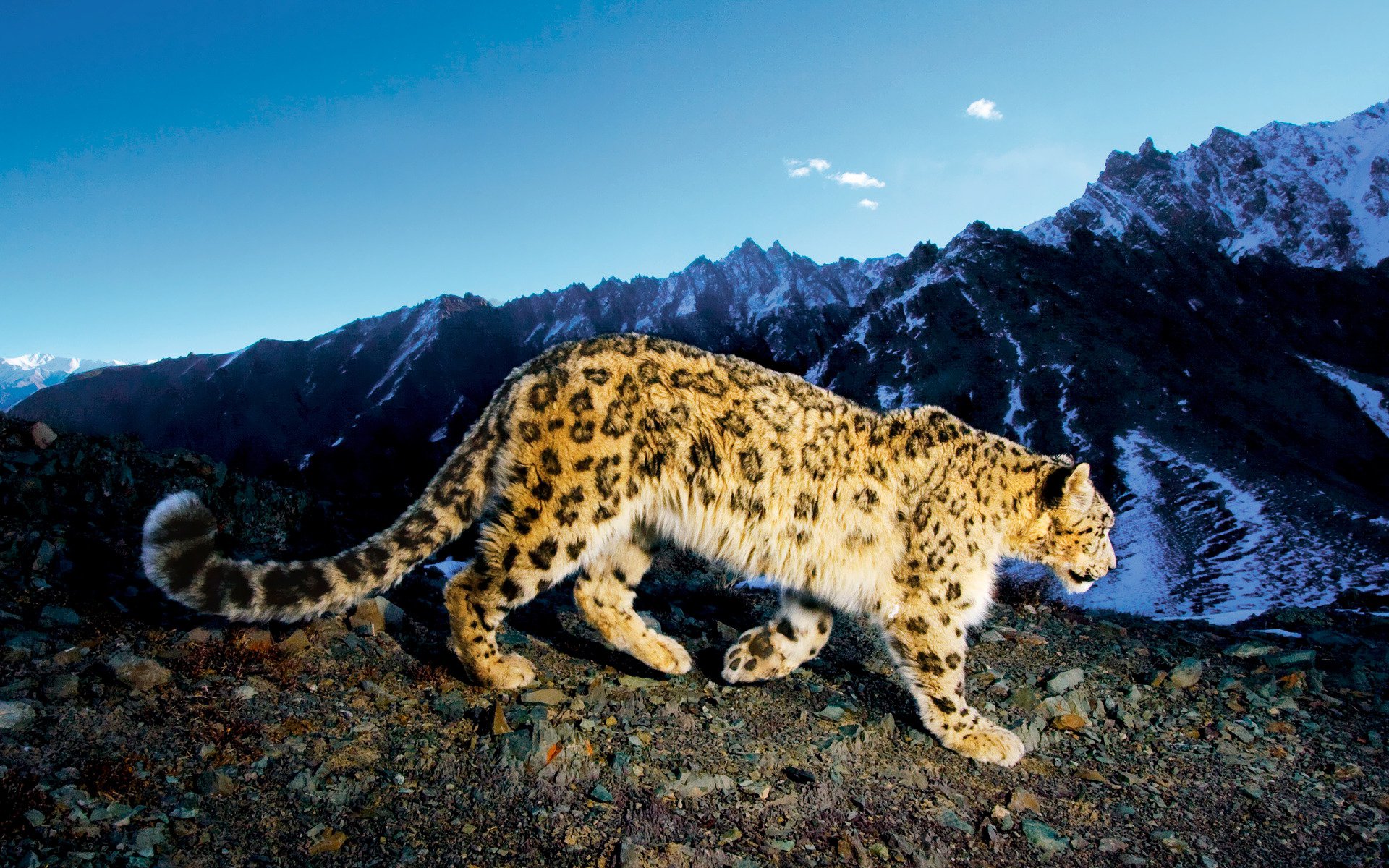 Beautiful Snow Leopard - cherl12345 (Tamara) Wallpaper (41407877) - Fanpop