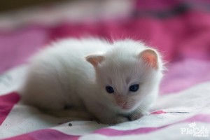  Beautiful White Kitten