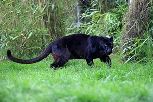  Black panthère