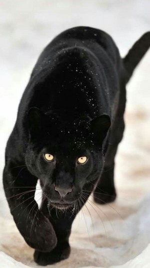 Black Panther 