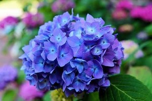 Blue hydrangea.....one of your favourite flowers