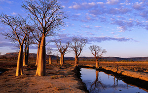  Boab Trees on Kimberley Plateau