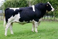 Cow-Bull hybrid - animals photo