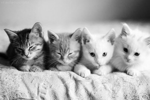  Cute Little chatons
