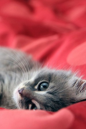  Cute Little Kitty