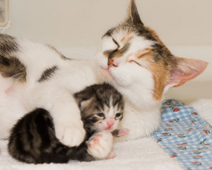  デイジー And Her Kitten