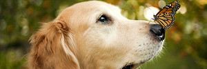  Dog and butterfly, kipepeo Banner/Header
