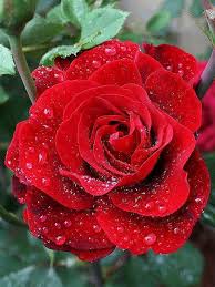 Gorgeous red rose with raindrops for you....your favourite flower 🌹