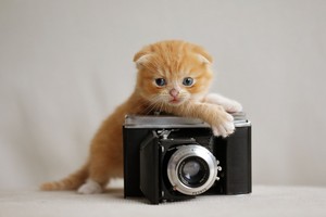  Kitten photographie
