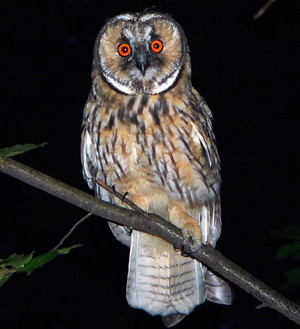  Night Owl