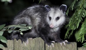  Opossum