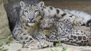  Snow Leopard And Her Cub