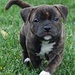 Staffordshire Bull Dog Pup - dogs icon