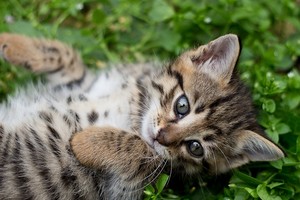  Tabby Kitten