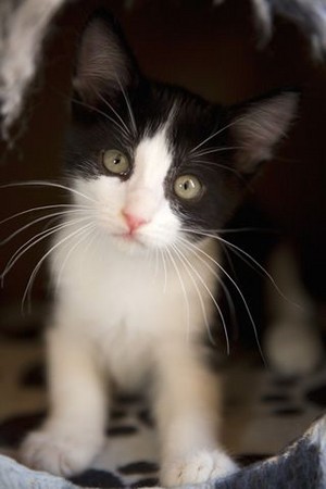  Tuxedo Kitten