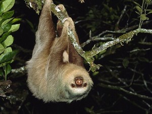  Two-toed Sloth