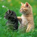 adorable kitties - greyswan618 photo