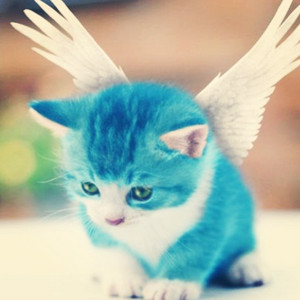  天使 kitten