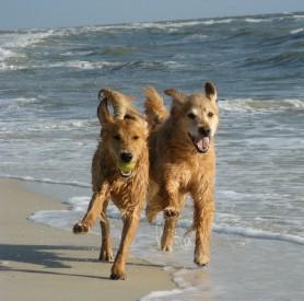  strand Hunde