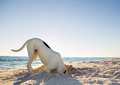 beach dogs - dogs photo