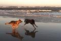 beach dogs - dogs photo