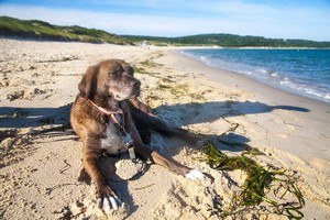  strand Hunde