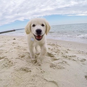  pantai anjing