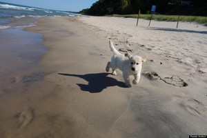  ساحل سمندر, بیچ dogs