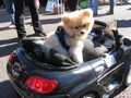 beep beep...tiny driver on the road - dogs photo