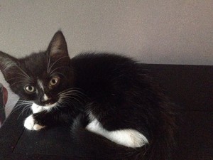 black and white kittens