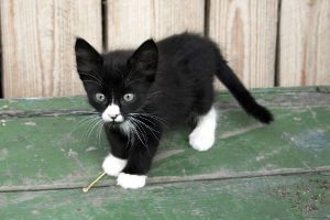  black and white 子猫