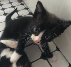  black and white anak kucing