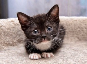 black and white kittens